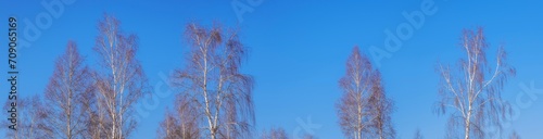 Trunks of birch trees against the blue sky panorama