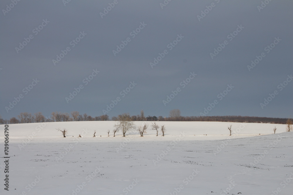 A group of people in a snowy field with trees and a blue sky