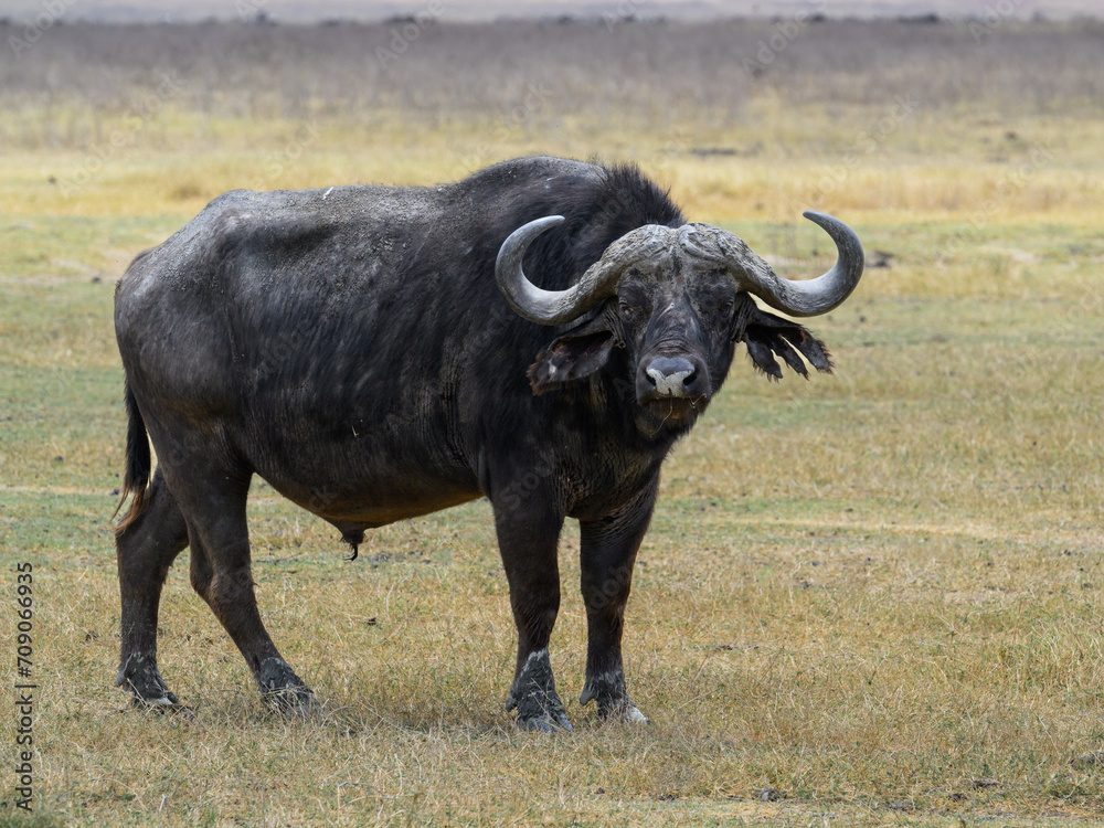 African Buffalo closeup portrait in savannah of Tanzania African Buffalo closeup portrait in savannah of Tanzania