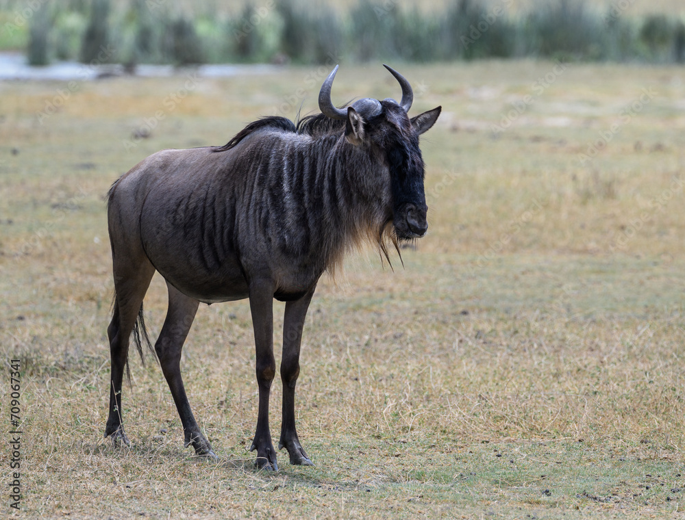 Wildebeest closeup portrait in a natural habitat Wildebeest closeup portrait in a natural habitat