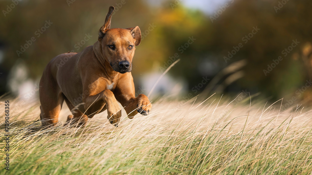 rhodesian ridgeback rhodesian ridgeback