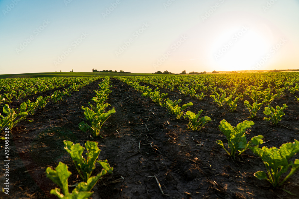 Small sugar beet sprouts grow in the field. Small sugar beet plants grow in the ground. Agricultural sugar beet field with sunset