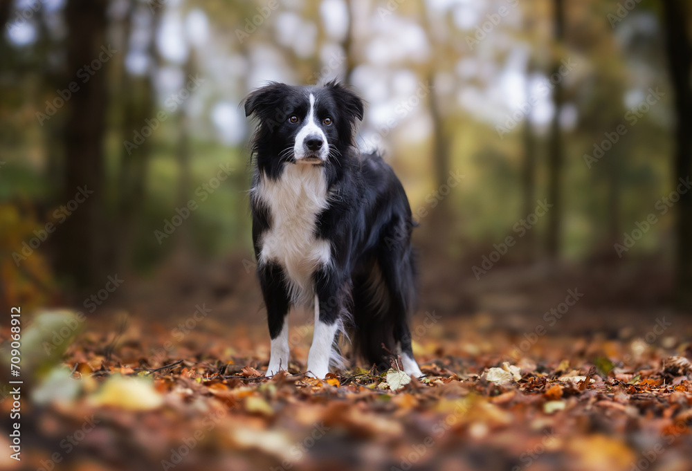 Fototapeta premium border collie dog