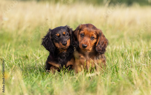 dachshunds on the grass