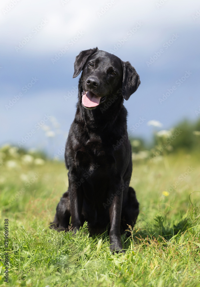 brown labrador retriever brown labrador retriever