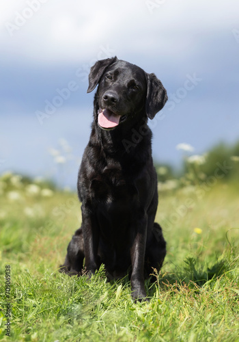 brown labrador retriever