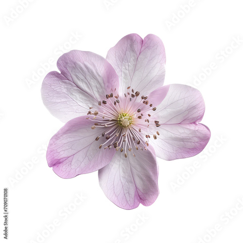 Beautiful flower isolated on white