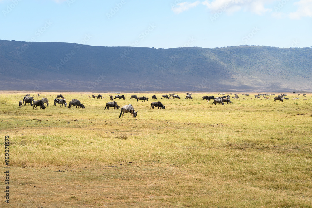 Wildebeests and zebras grazing in Ngorongoro Conservation Area, Tanzania Wildebeests and zebras grazing in Ngorongoro Conservation Area, Tanzania