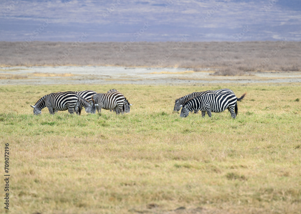 Obraz premium Group of Plains zebras standing and grazing on pasture
