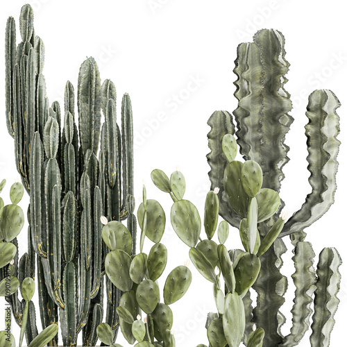  Collection of cacti potted desert plants Cereus Prickly pear  isolated on white background  photo