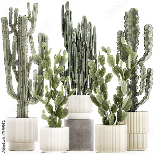  Collection of cacti potted desert plants Cereus Prickly pear  isolated on white background  photo