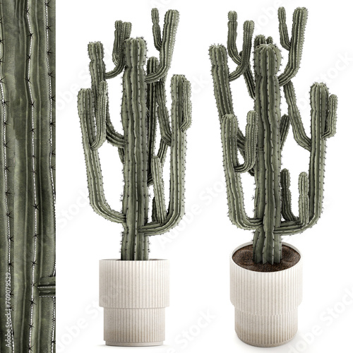 Indoor cactus pot desert plants Carnegiea Saguaro  isolated on white background  photo