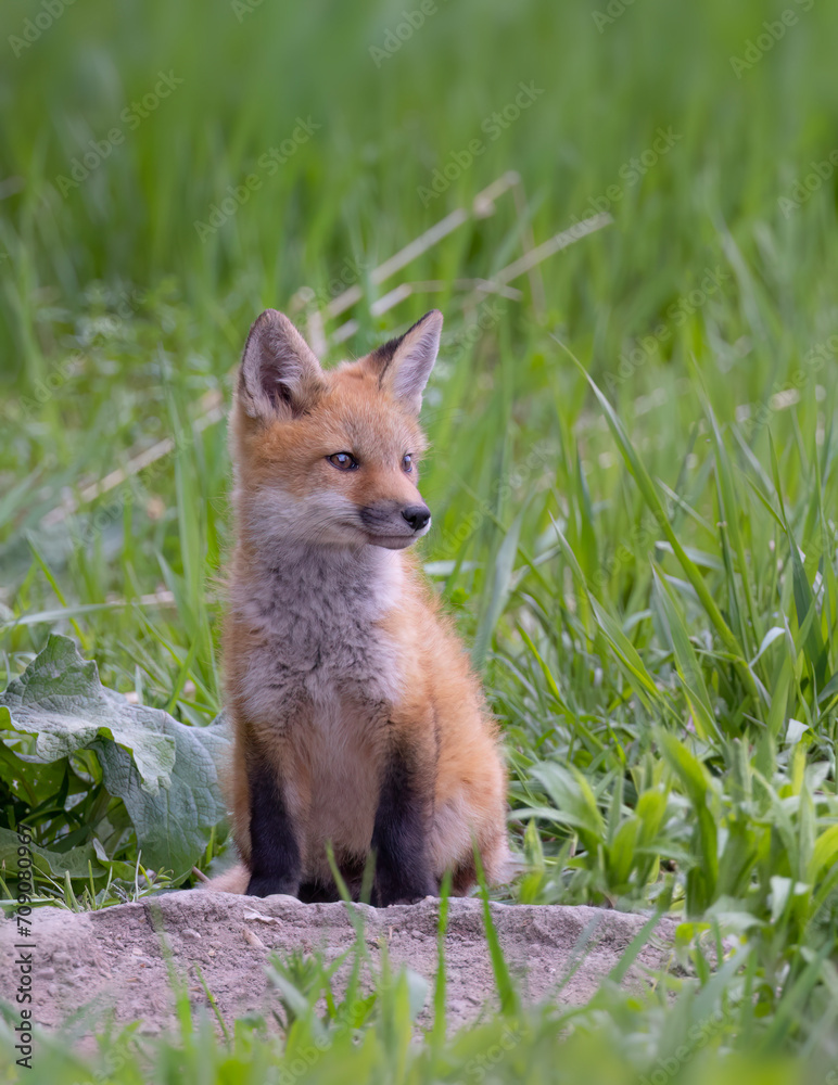 Red fox kit (Vulpes vulpes) sitting by its den in the forest in early spring in Canada