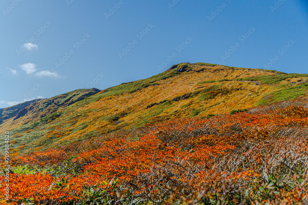 Mountain covered with orange grass an trees