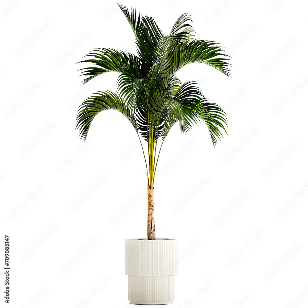  Small Lush Palm Tree In A White Modern Pot Howea   isolated on white background 