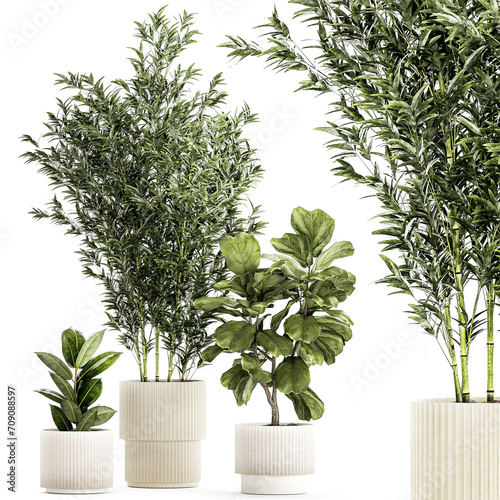 Fototapeta Naklejka Na Ścianę i Meble -  Set of small plants ficus lyrata tree pot bush bamboo  isolated on white background 