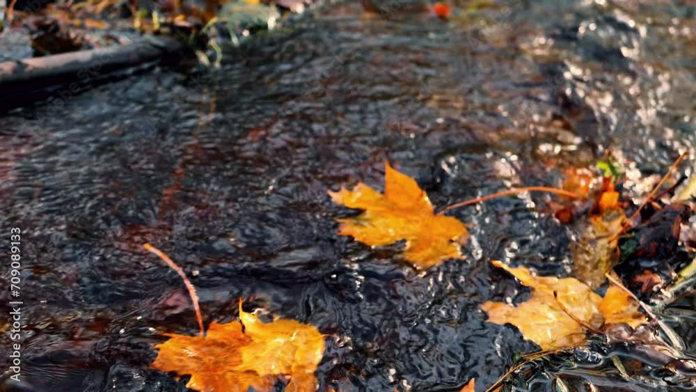 Colorful autumn leaves have fallen on the river bank. Leaves float in water. Soft selective focus. Artificially created grain for the picture