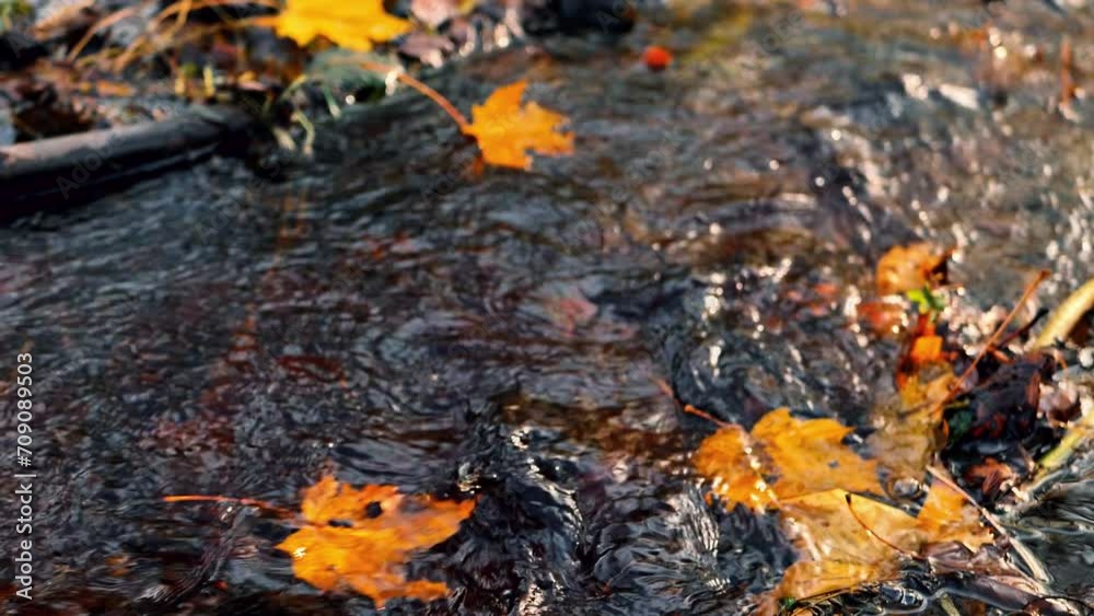 Colorful autumn leaves have fallen on the river bank. Leaves float in water. Soft selective focus. Artificially created grain for the picture Colorful autumn leaves have fallen on the river bank. Leaves float in water. Soft selective focus. Artificially created grain for the picture