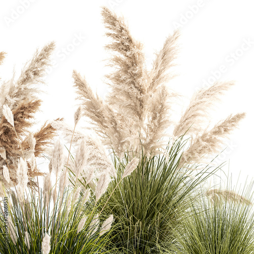  Pampas grass bushes in pots landscaping feather grass  isolated on white background 