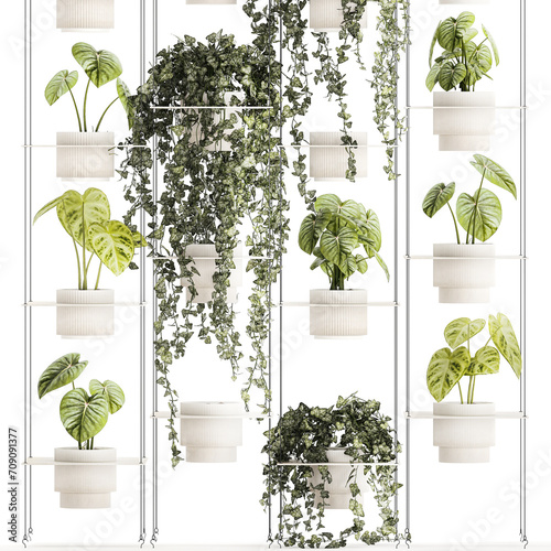  Shelf hanging on ropes plants pot Ivy Anthurium  isolated on white background 