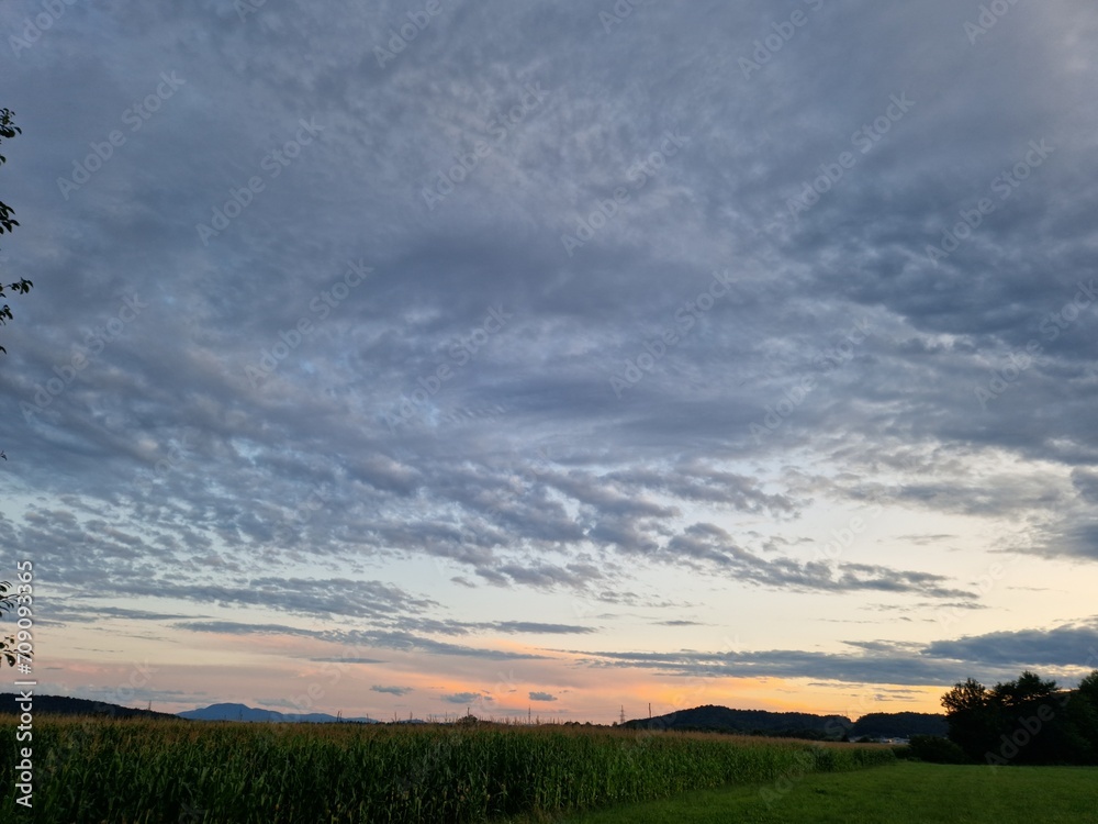 sunset over the field