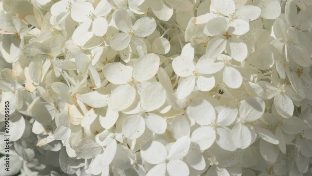 beautiful white  blossom of hydrangea species in garden. close up footage