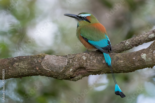 The Turquoise-browed motmot (Eumomota superciliosa) photographed in the rainforest of Costa Rica. Wildlife.