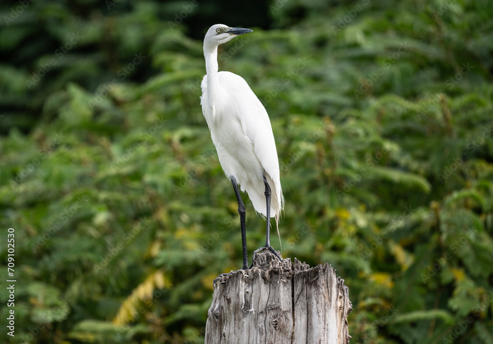 egret in natural conditions hunting for fish egret in natural conditions hunting for fish
