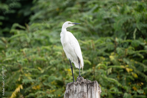 egret in natural conditions hunting for fish
