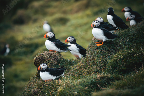 atlantic puffins by the meadow at faroe islands