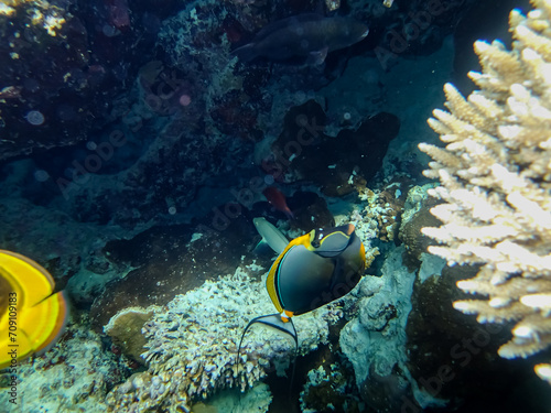 Beautiful sea inhabitants in the coral reef of the Red Sea