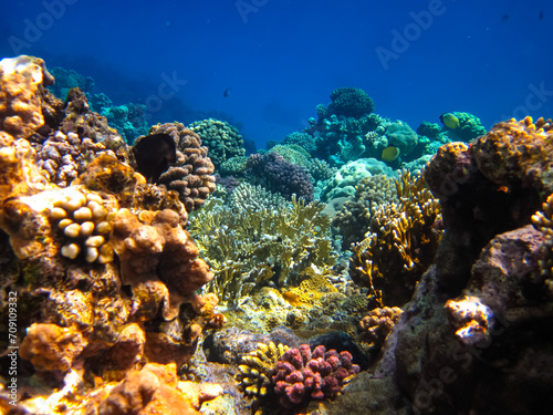 Beautiful sea inhabitants in the coral reef of the Red Sea
