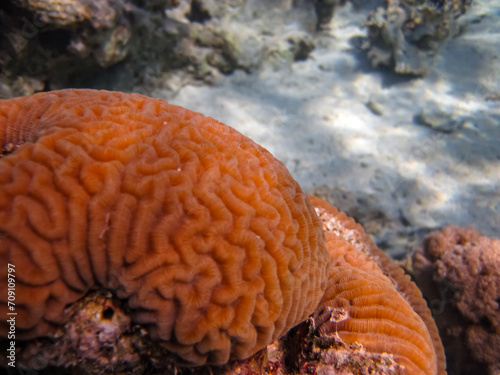 Beautiful sea inhabitants in the coral reef of the Red Sea
