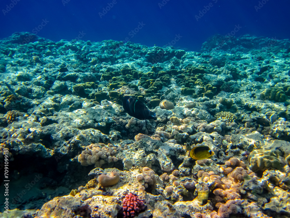 Naklejka premium Beautiful sea inhabitants in the coral reef of the Red Sea