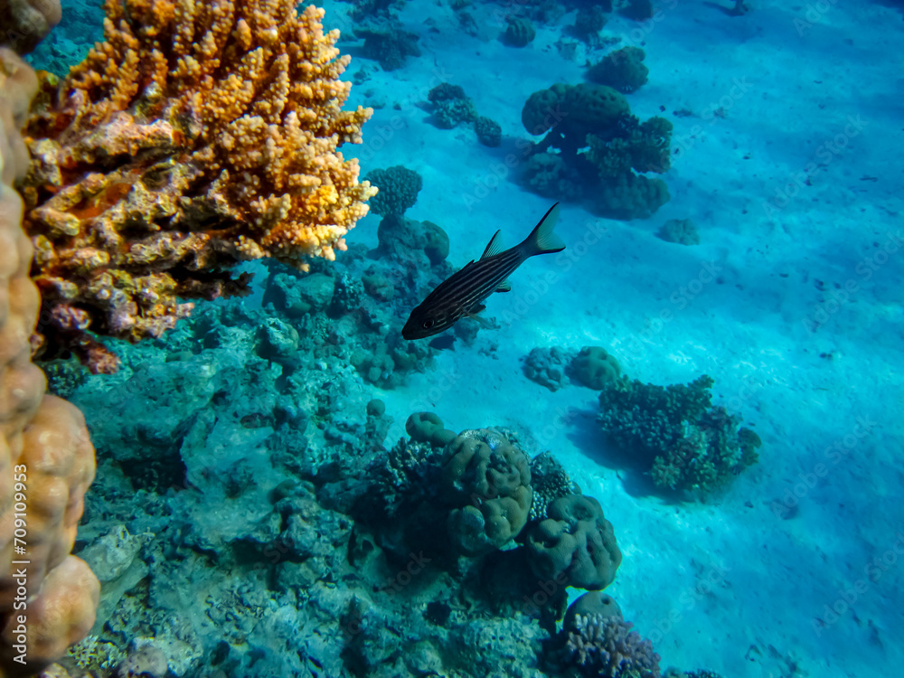 Fototapeta premium Beautiful sea inhabitants in the coral reef of the Red Sea