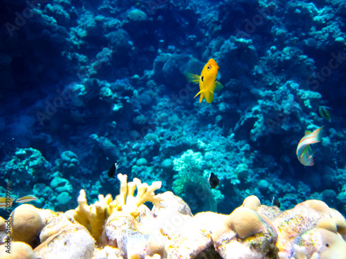 Beautiful sea inhabitants in the coral reef of the Red Sea