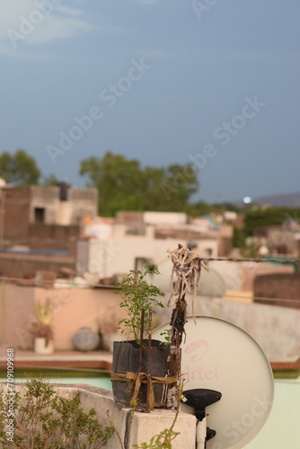 garden in the city