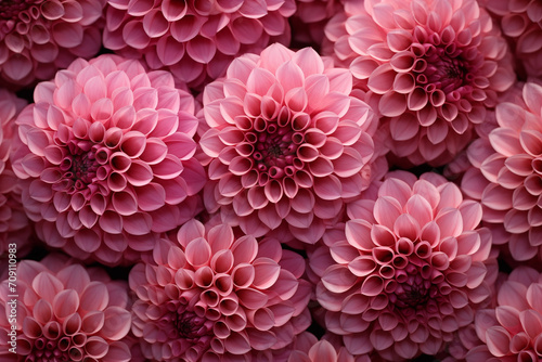 Illustrated background of DAHLIA buds