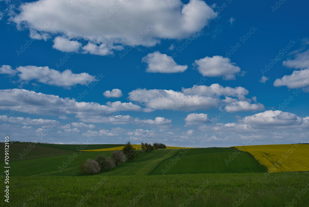 Fototapeta premium Baumreihe und Felder im Frühling