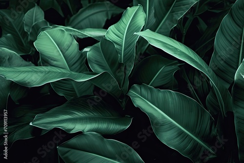 green leaf texture, dark green foliage nature background, tropical leaf