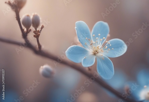 A gentle natural background in pastel colors with a soft focus of blue and beige shades A flowering