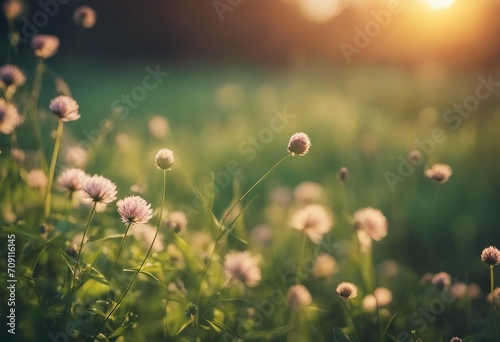 Beautiful spring summer background with wild meadow grass and clover flowers in the rays of sunset C