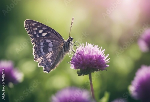 Gentle exquisite butterfly on a clover flower in spring in the summer glows in the rays of transpare