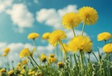Many yellow dandelion flowers on meadow in nature in summer close-up macro against a blue sky with c