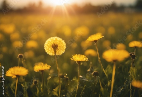 Many yellow dandelion flowers on meadow in nature in summer close-up macro in rays of sunlight at su