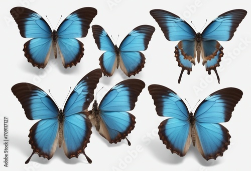 Set three beautiful blue tropical butterflies Ulysses with wings spread and in flight isolated on wh