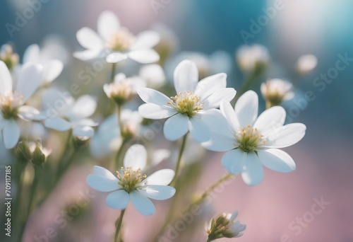 Small white flowers on a toned on gentle soft blue and pink background outdoors close-up macro Sprin