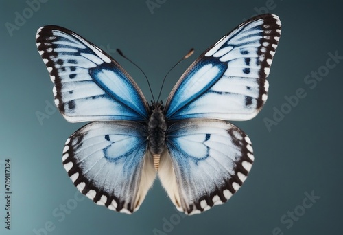 Very beautiful blue white butterfly with spread wings isolated on a transparent background