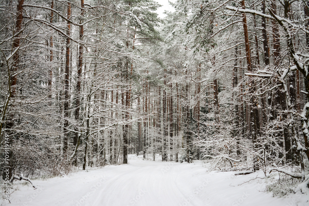 Fototapeta premium Snow covered trees in the forest