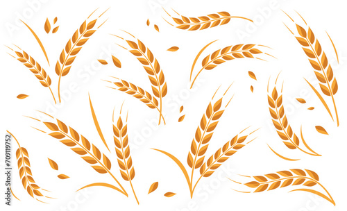 Ear of wheat and wheat grain on white background. Organic wheat, bread agriculture and natural eat. Agricultural background template. Isolated. Vector illustration photo